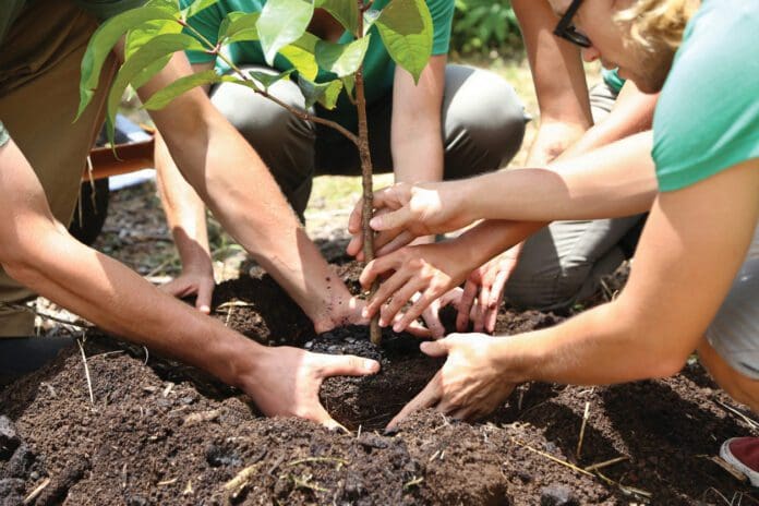 People Planting Tree Seedling Together