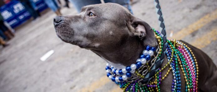 Mardi Gras Dog