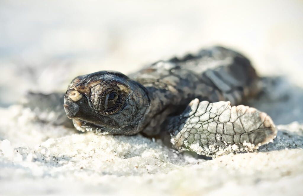 Loggerhead Turtle hatchling