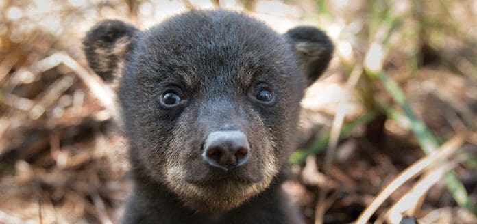 Bear Cub