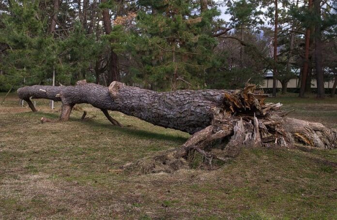 Fallen tree