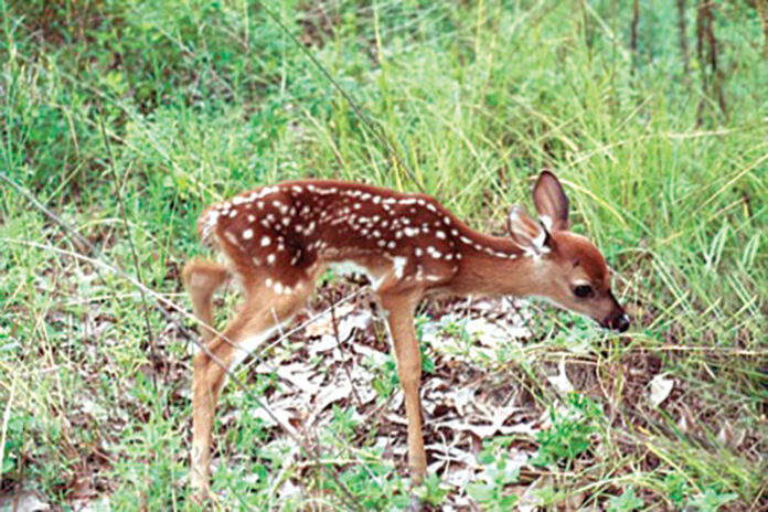 Deer fawn