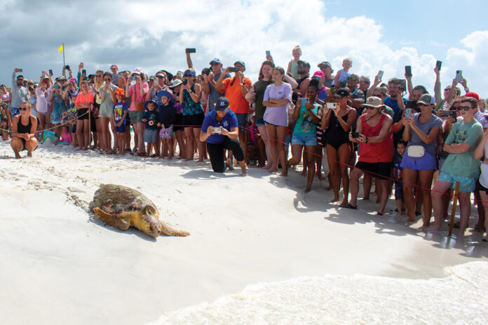 Gulfarium C.A.R.E. Center Celebrates Historic Release of Kemp’s Ridley Sea Turtle!