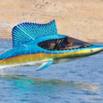 Seabreacher