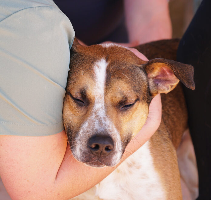 Alaqua Animal Refuge Seeks Support for Animals Displaced by Hurricane