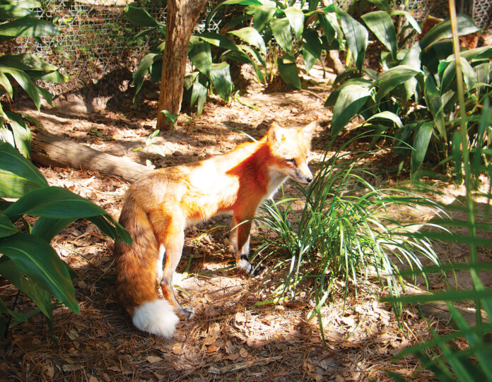 Tallahassee Museum fox